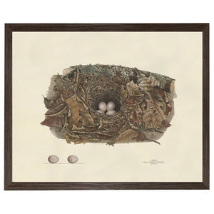 Bird Nest Plate Custom Framed Art