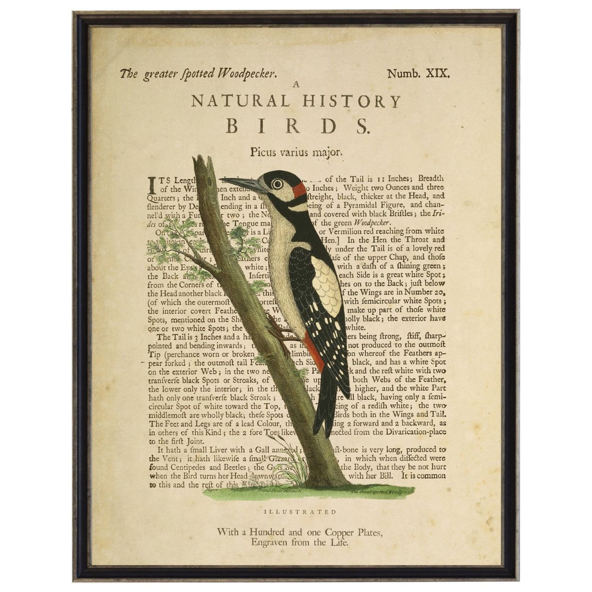 The Great Spotted Woodpecker Custom Framed Art