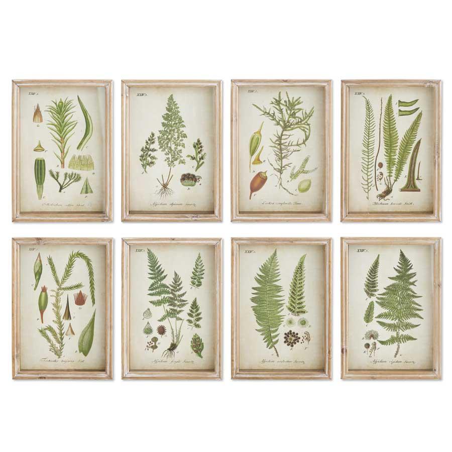 Botanical Fern Prints in Natural Wood Frames