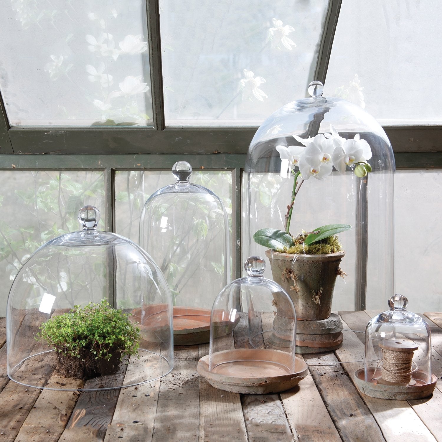 dome for plants Clear Glass Dome – Moss & Embers