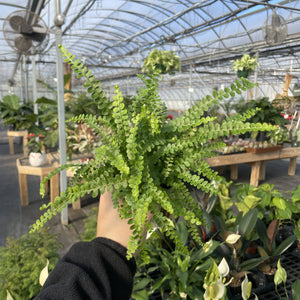 Live Plant | Lemon Button Fern - 4" Pot