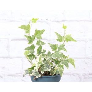 Live Plant | English Ivy - 4" Pot