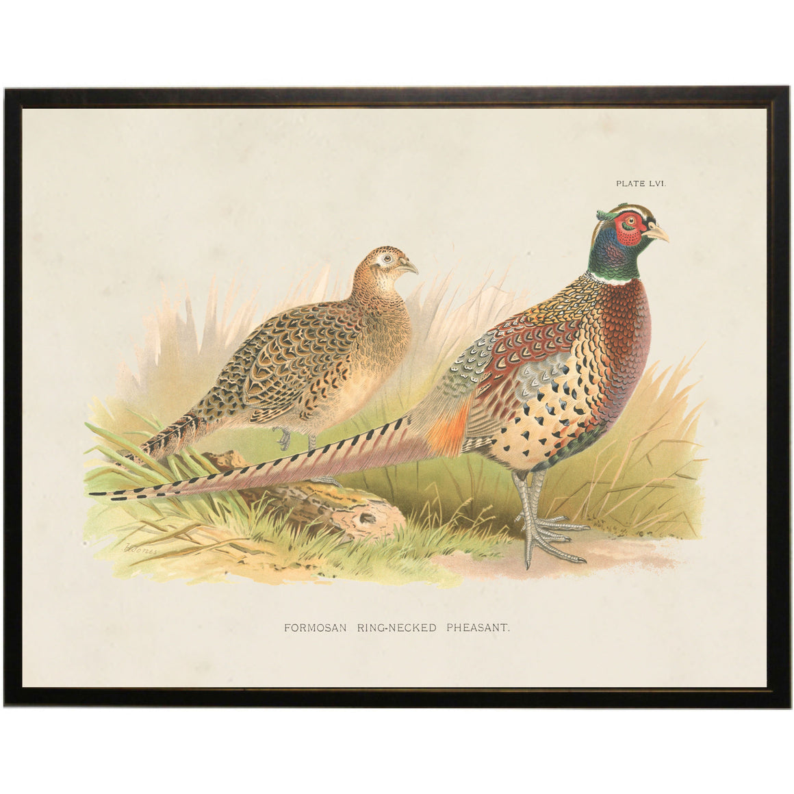 Vintage Ring-Neck Pheasant Bookplate on a Distressed Background
