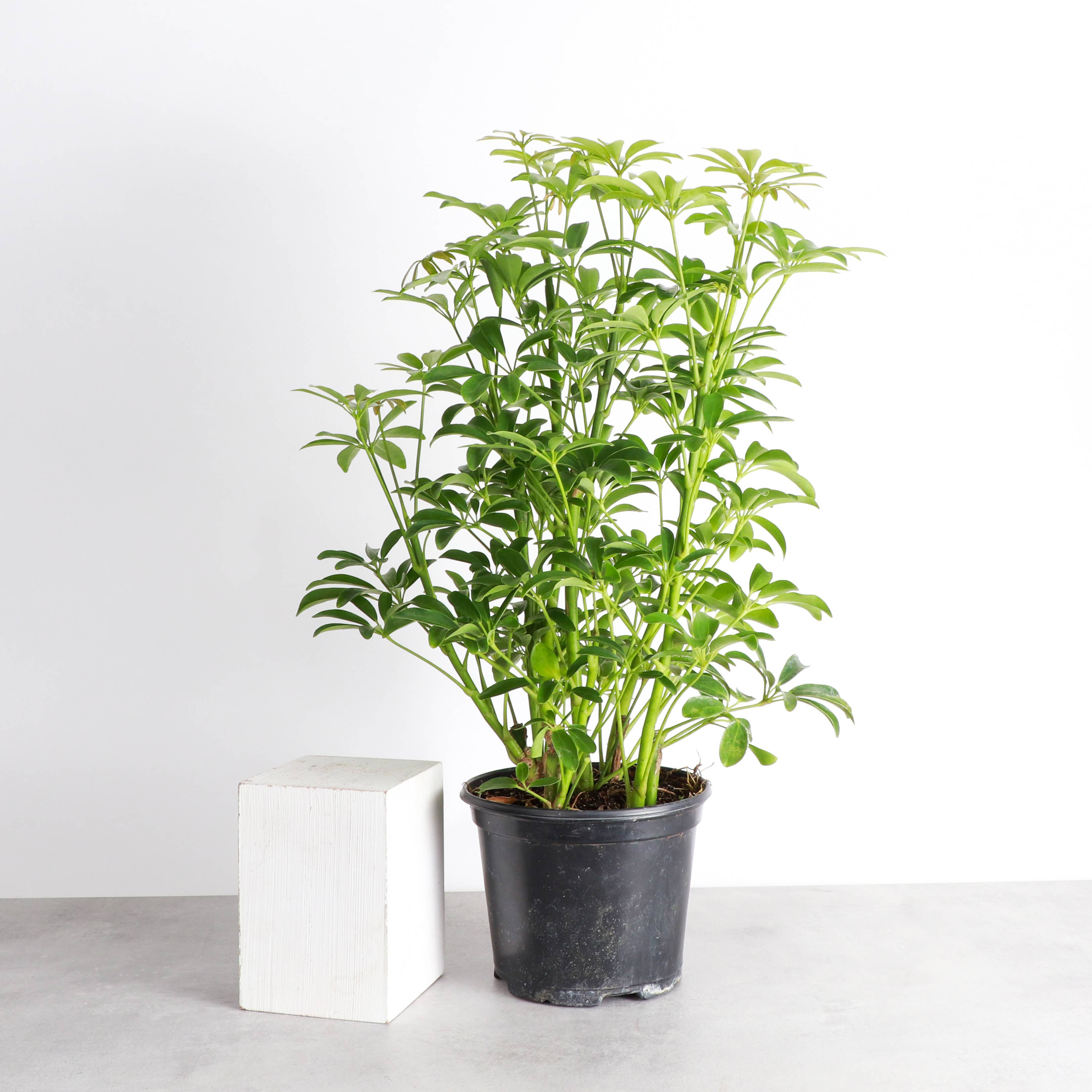 Live Plant | Umbrella Tree -  3" Pot