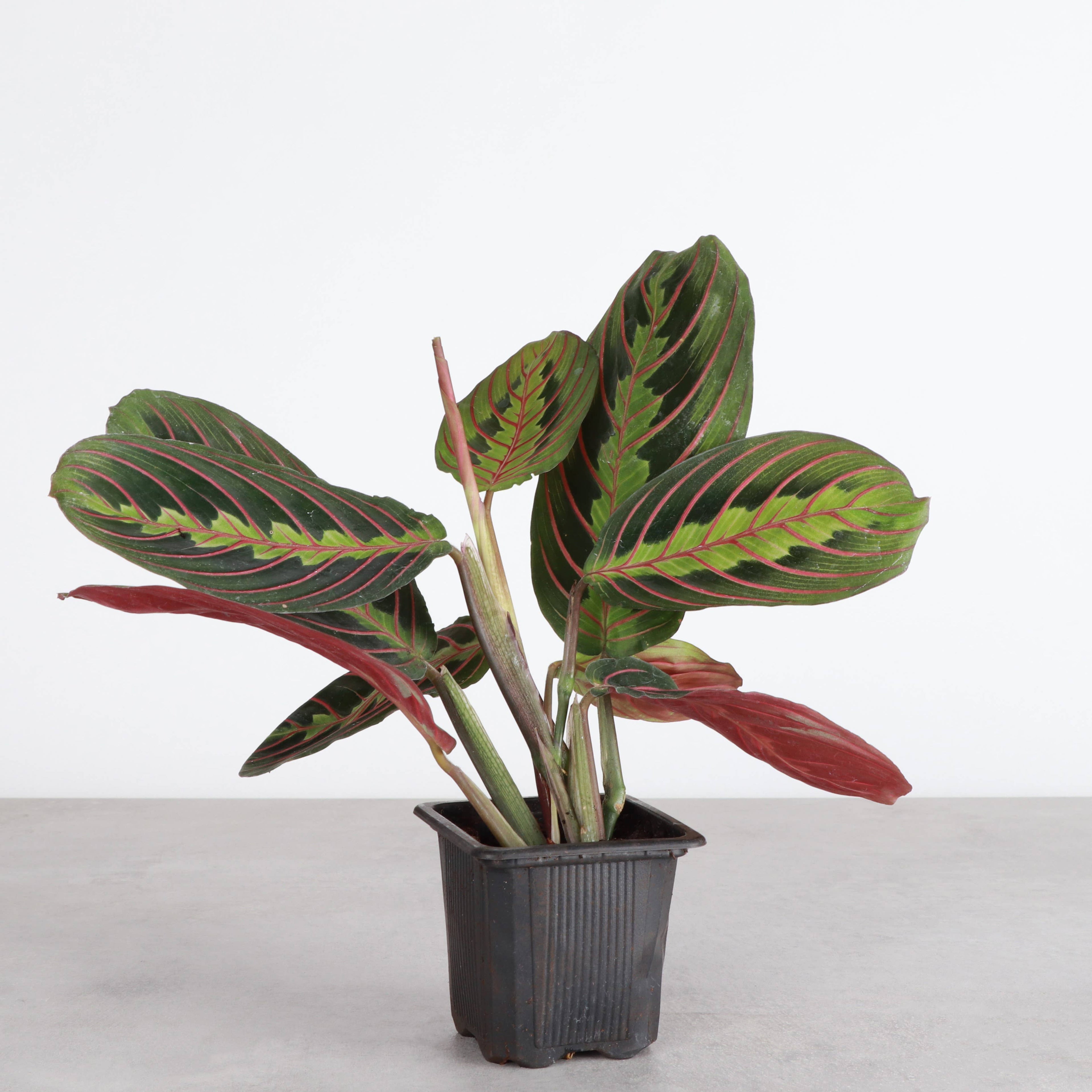 Live Plant | Red Prayer Plant -  4" Pot