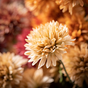 Strawflower Bush