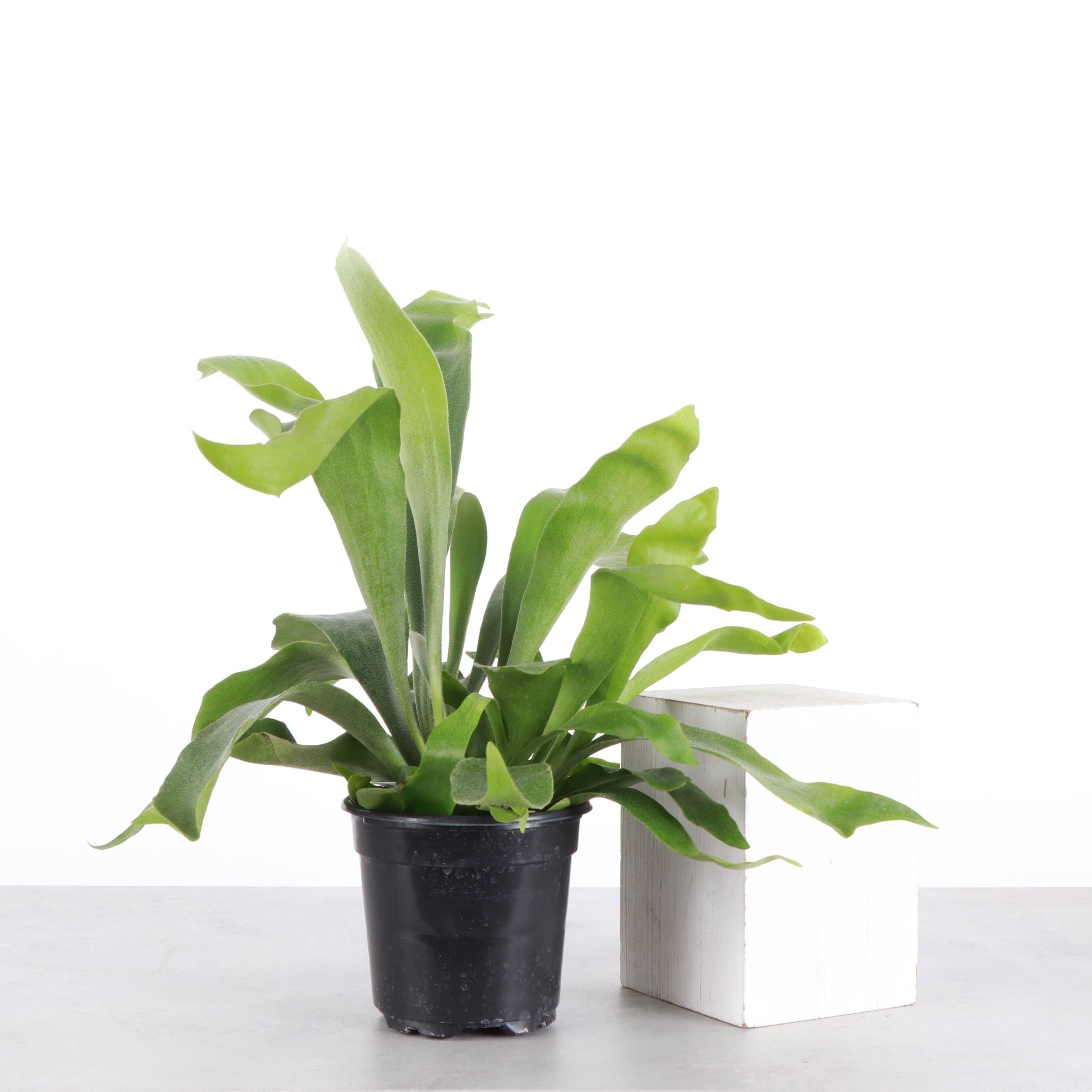 Live Plant | Staghorn Fern - 6" Pot