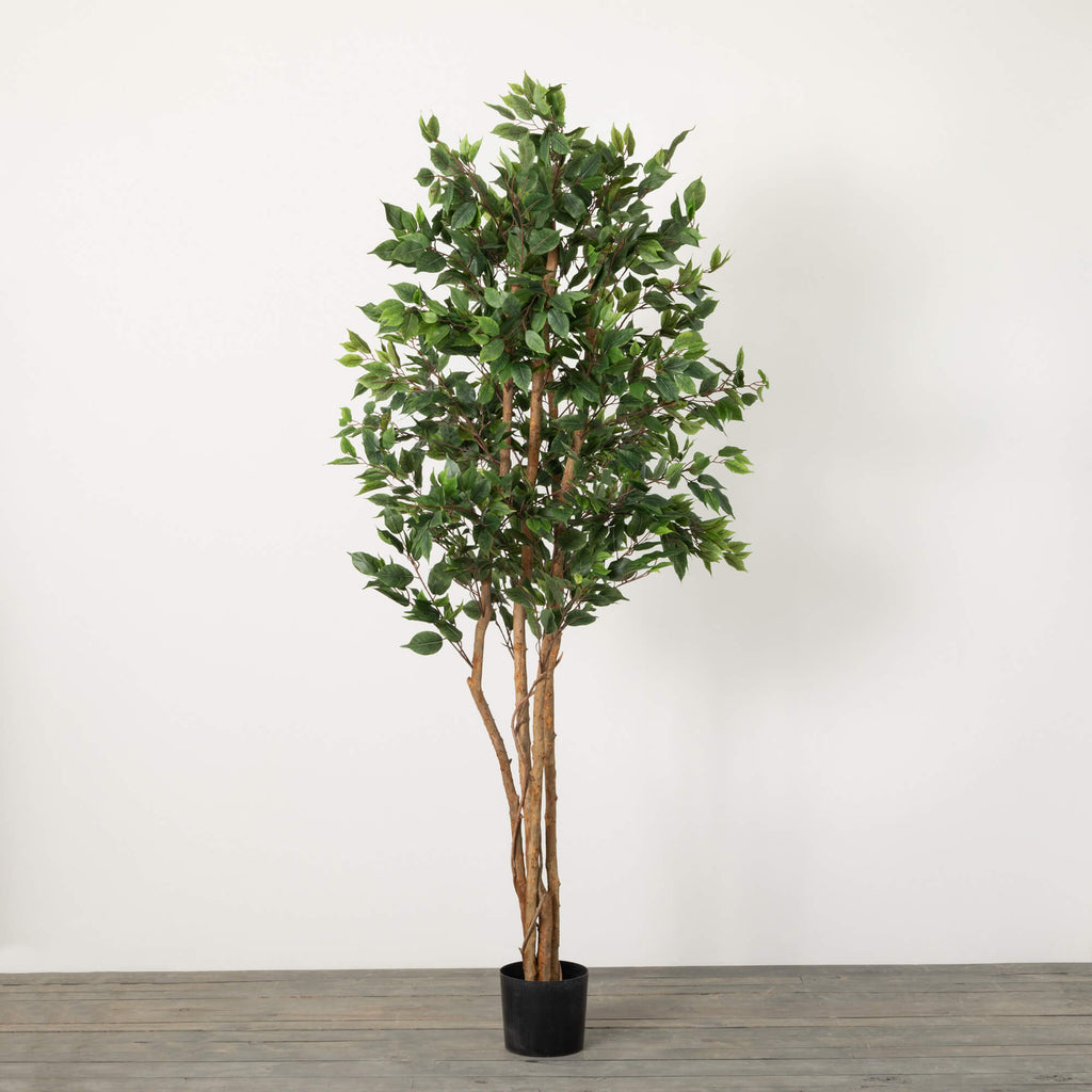 Oversized Potted Ficus tree