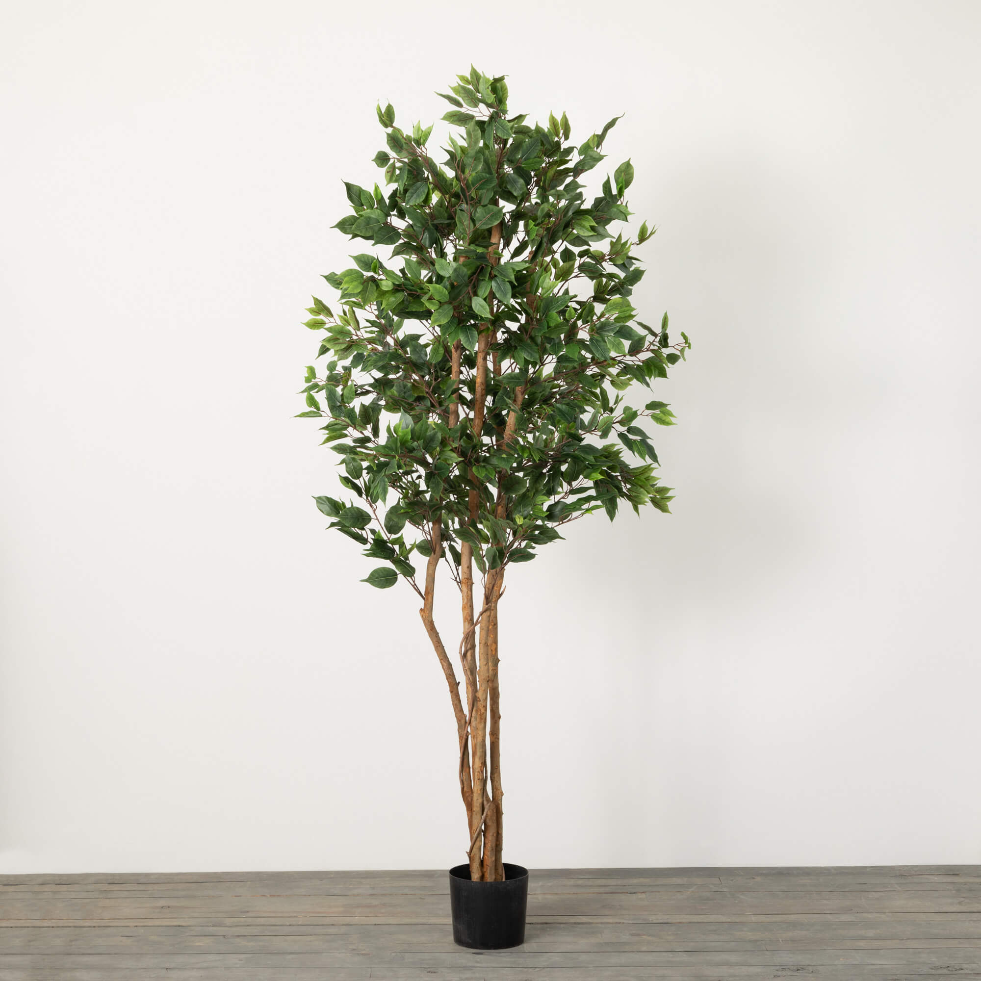 Oversized Potted Ficus tree