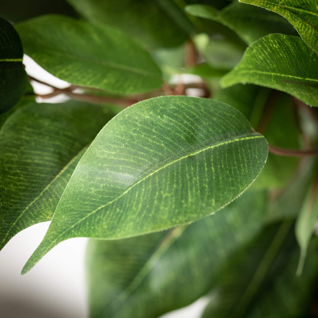 Oversized Potted Ficus tree
