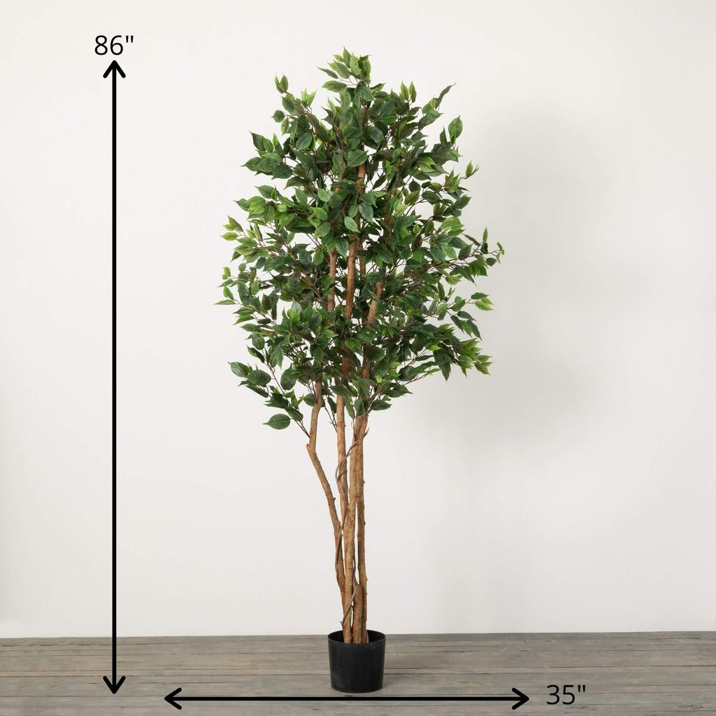 Oversized Potted Ficus tree