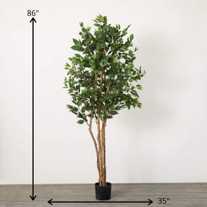 Oversized Potted Ficus tree