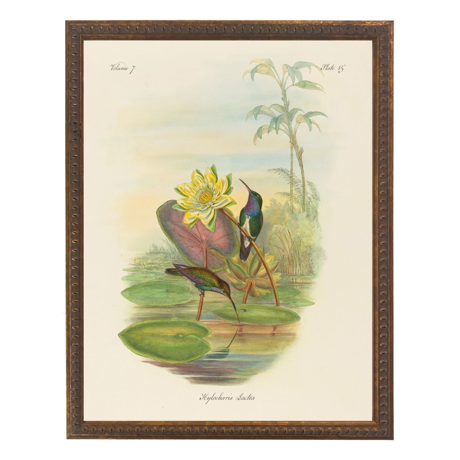 Vintage Hummingbirds Bookplate | 8" x 10"