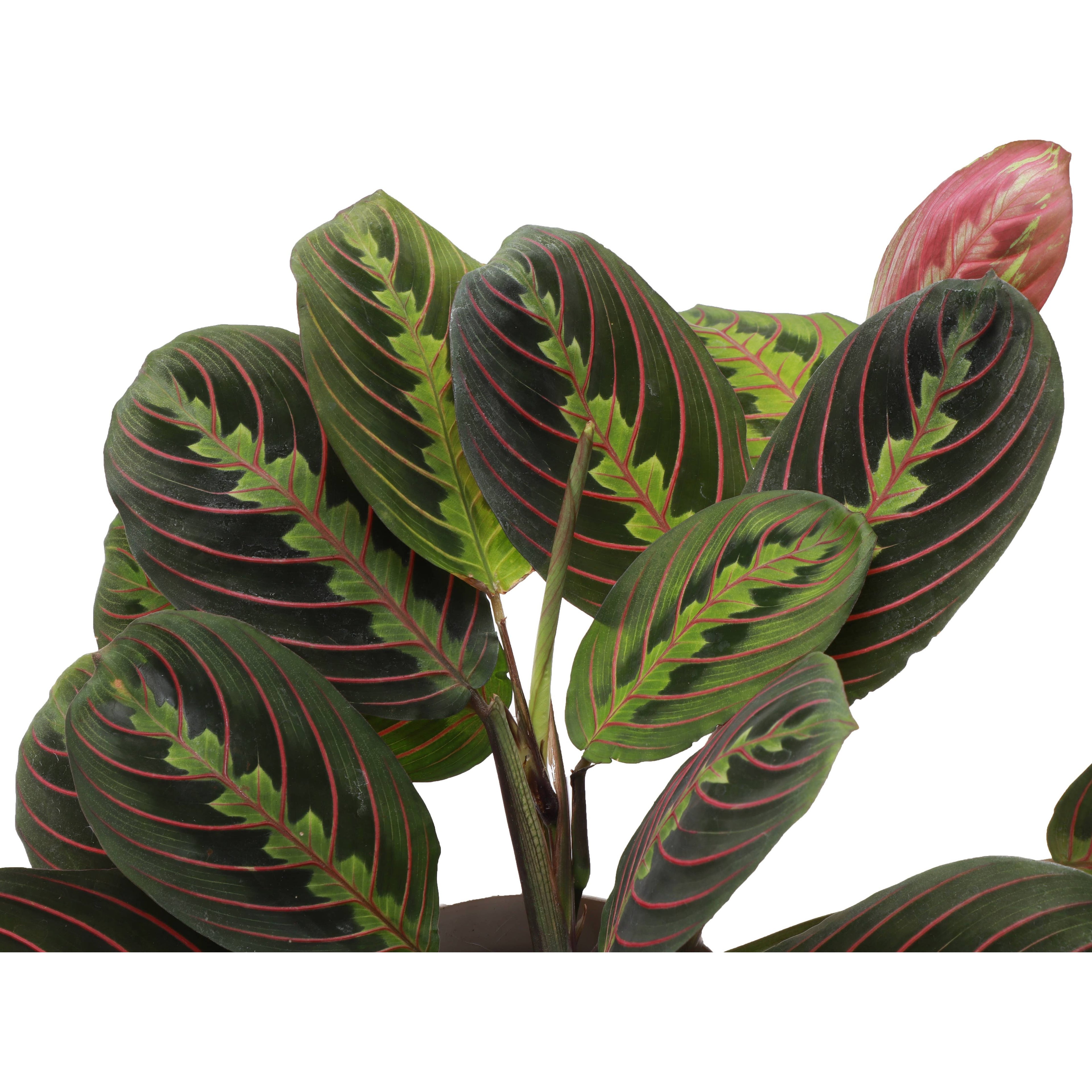 Live Plant | Red Prayer Plant -  4" Pot