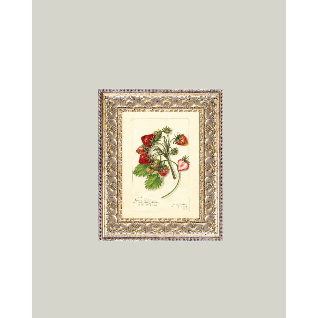 Framed Antique Art | Study of Strawberries - 5x7