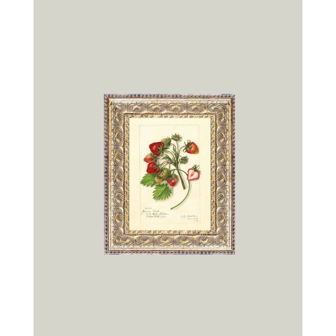 Framed Antique Art | Study of Strawberries - 5x7