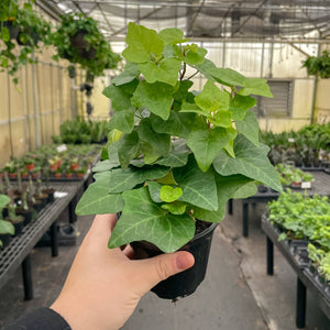 Live Plant | English Ivy - 4" Pot