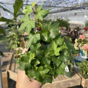 Live Plant | English Ivy - 4" Pot