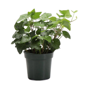 Live Plant | English Ivy - 4" Pot