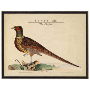 Vintage Pheasant Illustration