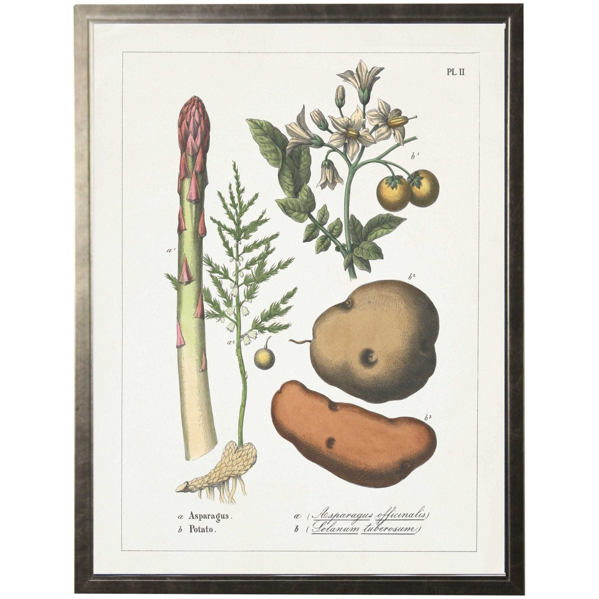 Vintage Vegetable Colored Bookplate