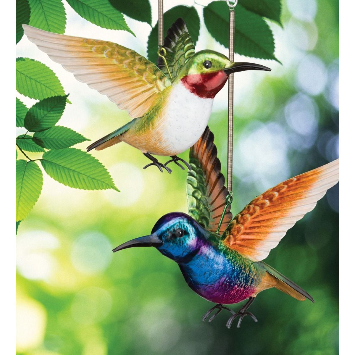 Hummingbird Bouncie