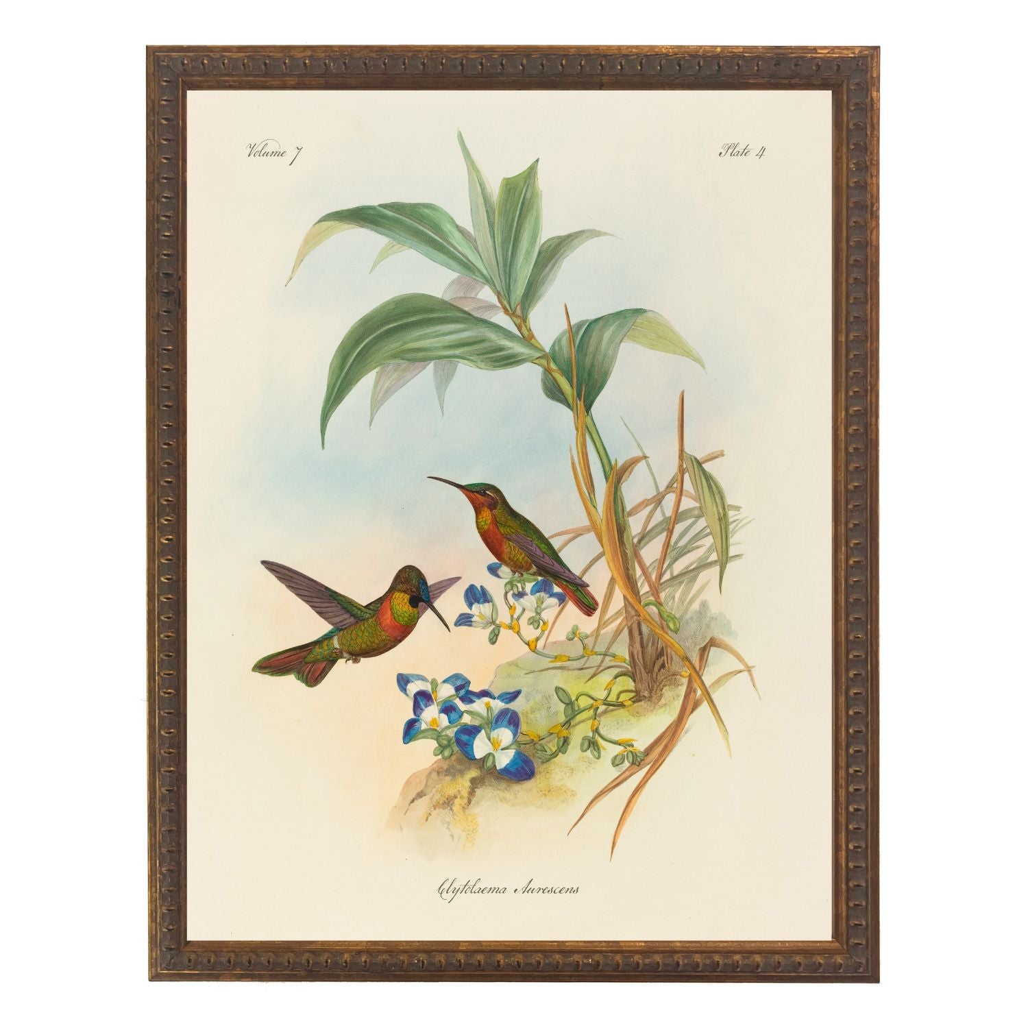 Vintage Hummingbirds Bookplate | 8" x 10"