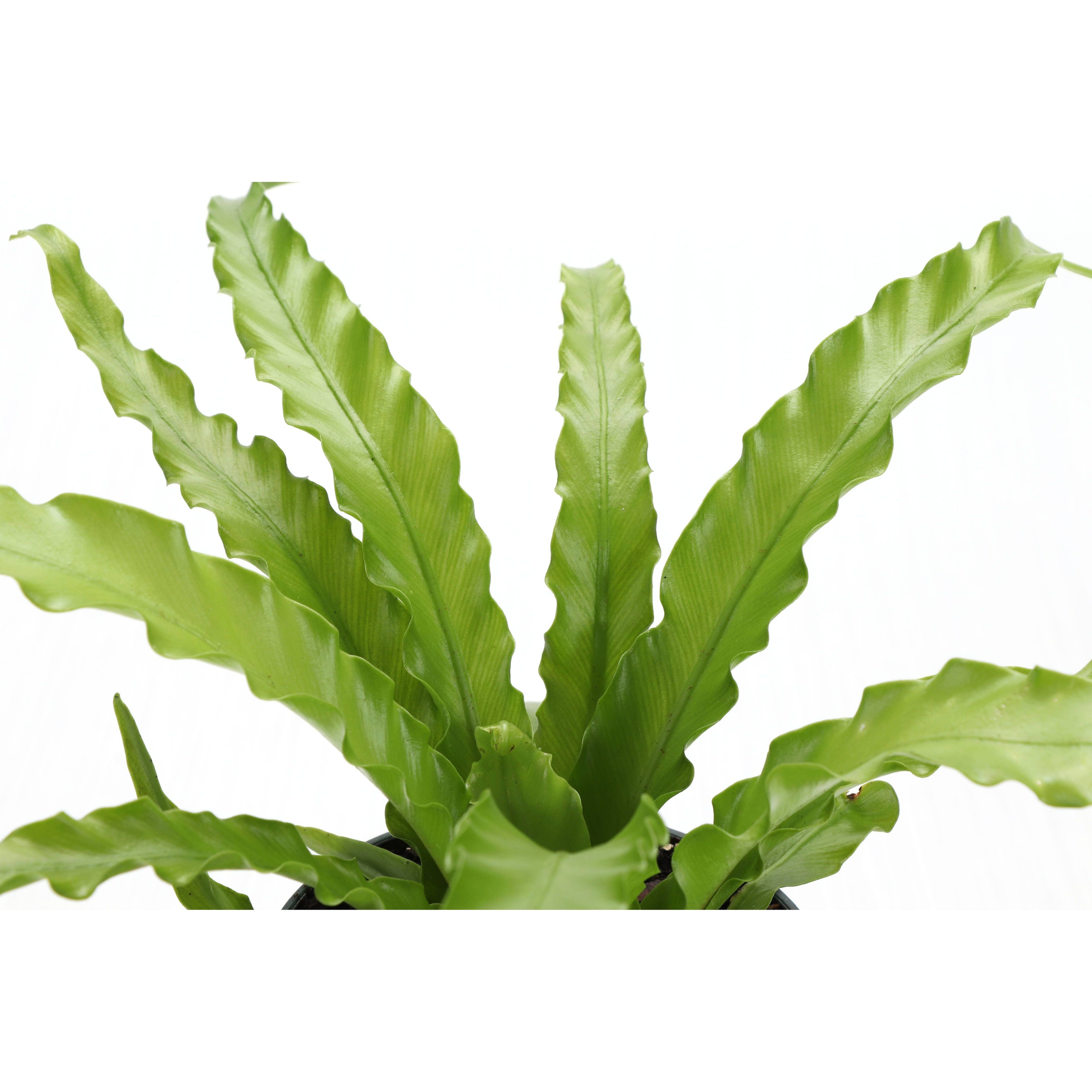 Live Plant | Victoria Bird's-Nest Fern - 6" Pot