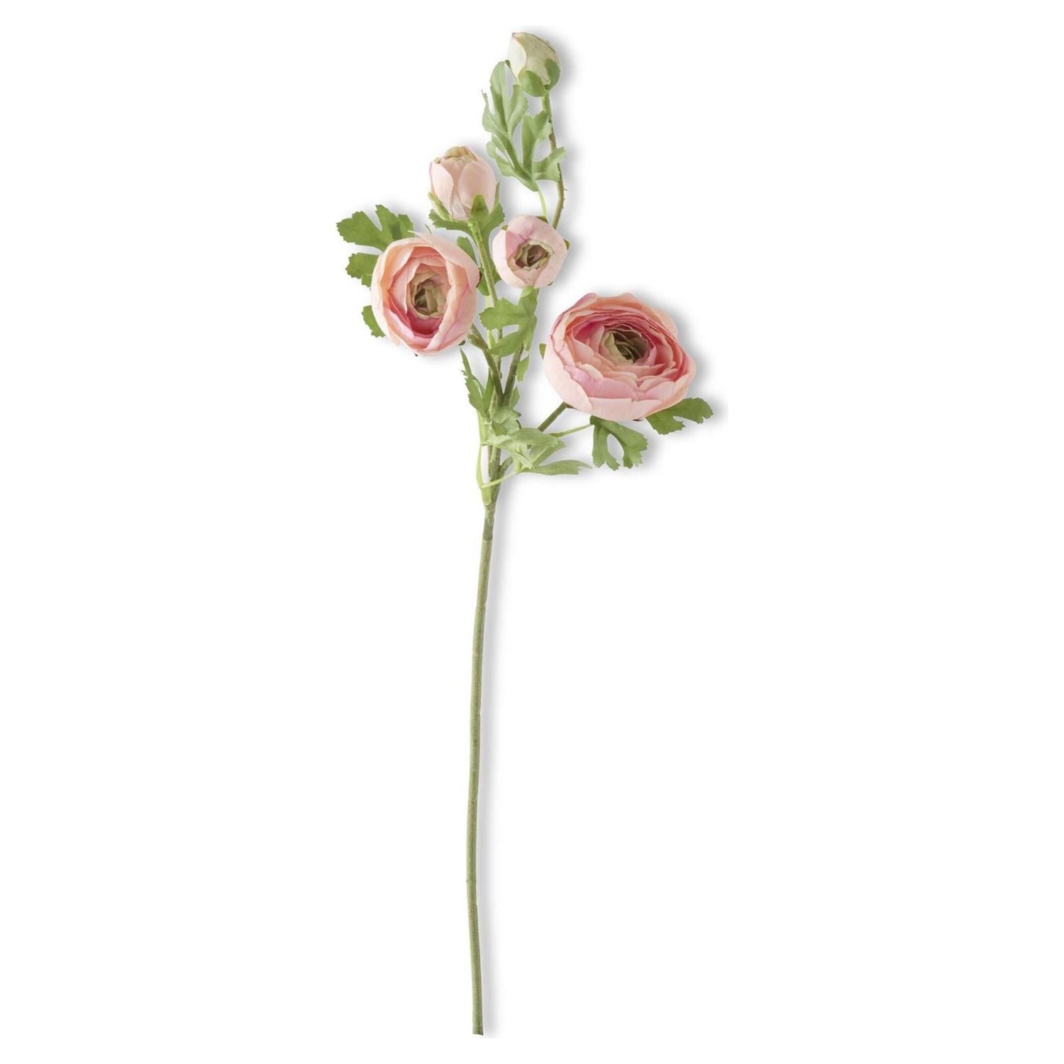 Ranunculus Spray | 21.5"L | Pink