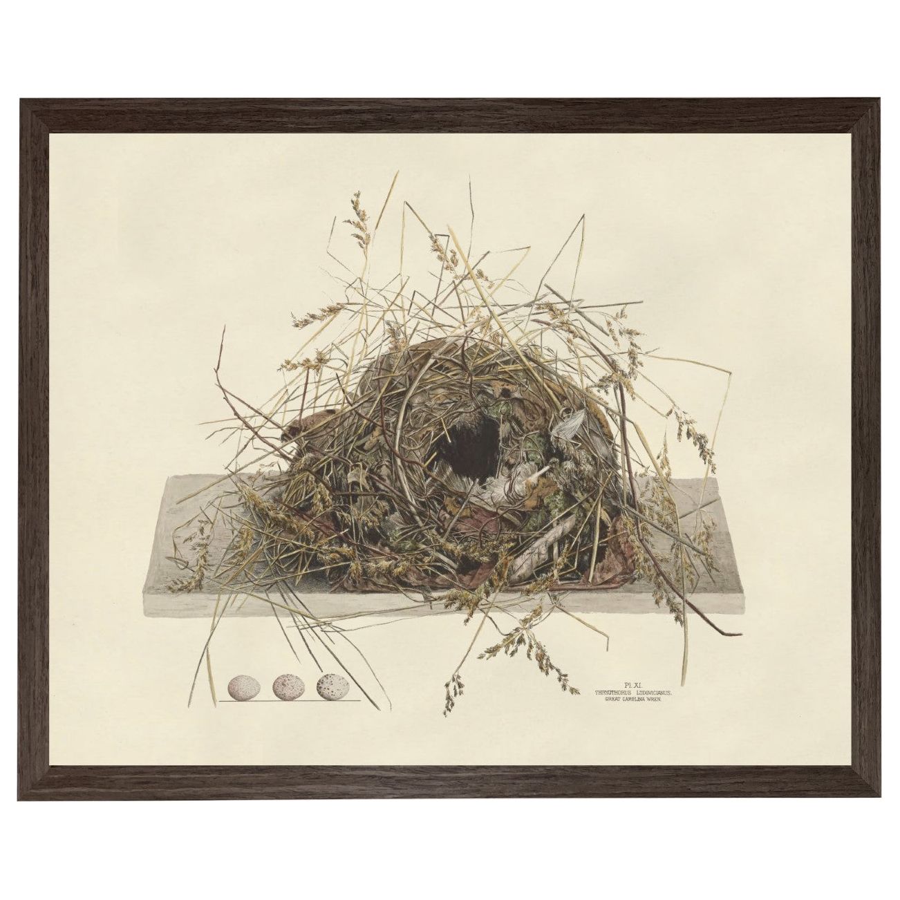 Bird Nest Plate Custom Framed Art