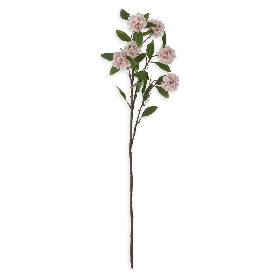 Kerria Stem