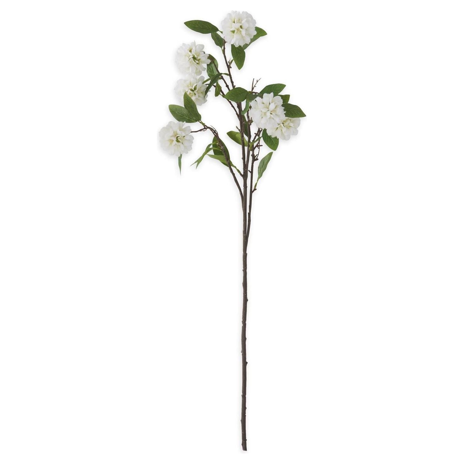 Kerria Stem
