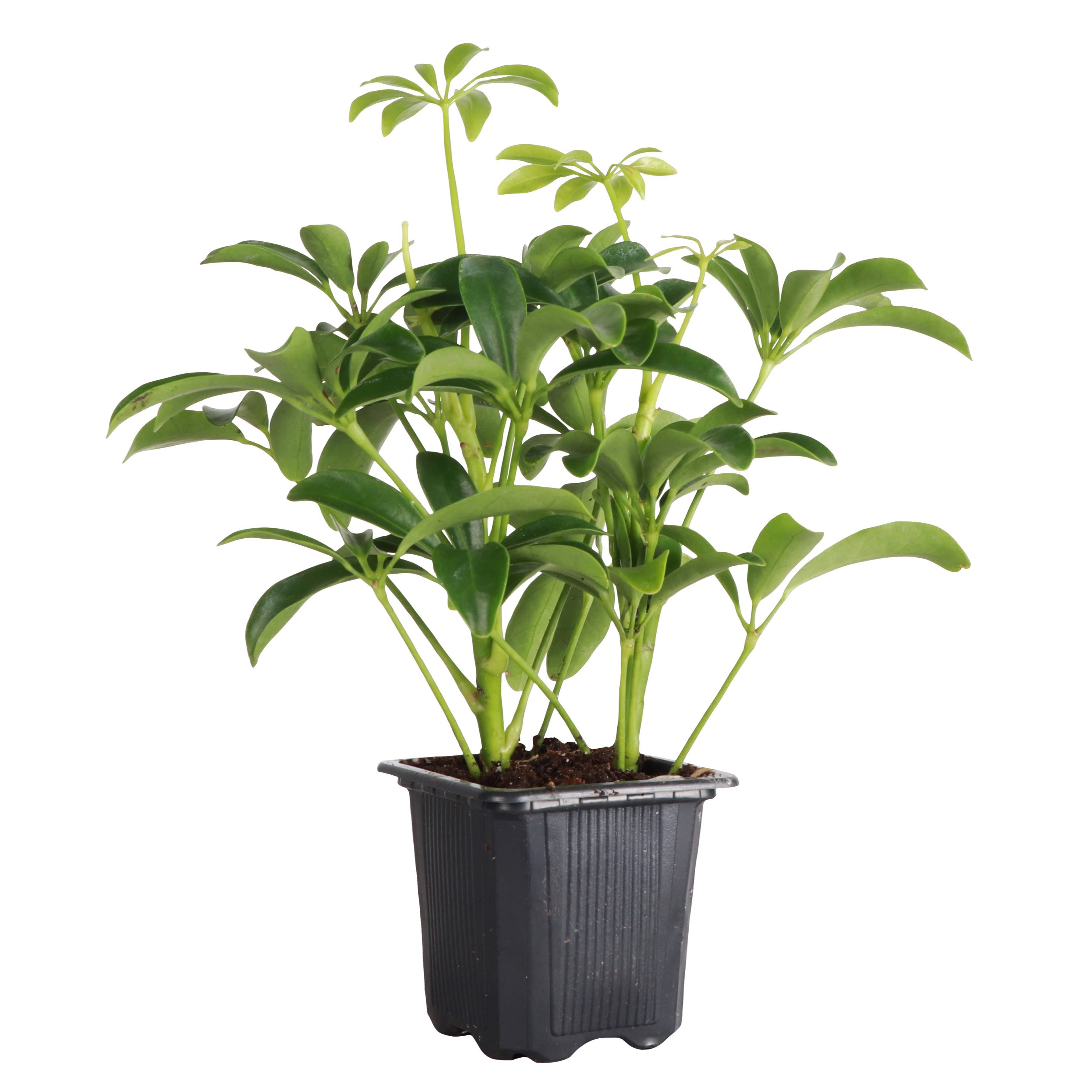 Live Plant | Umbrella Tree -  4" Pot