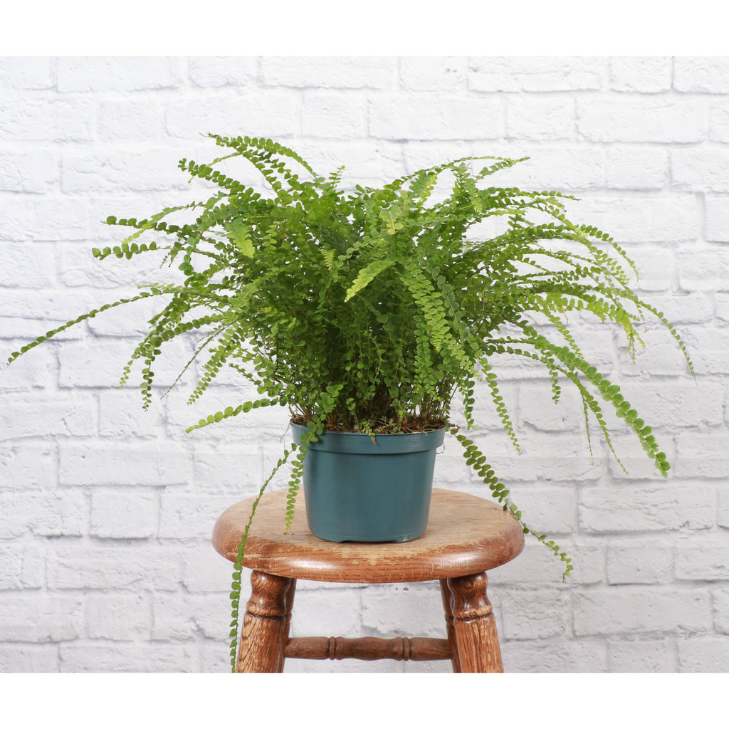 Live Plant | Lemon Button Fern - 4" Pot