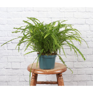 Live Plant | Lemon Button Fern - 4" Pot
