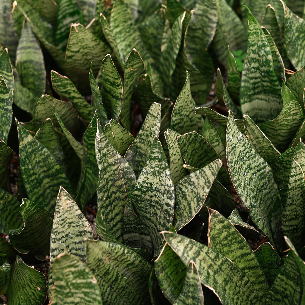 Live Plant | Snake Plant 'Zeylancia - 3" Pot