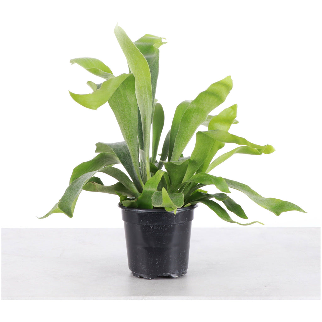 Live Plant | Staghorn Fern - 6" Pot