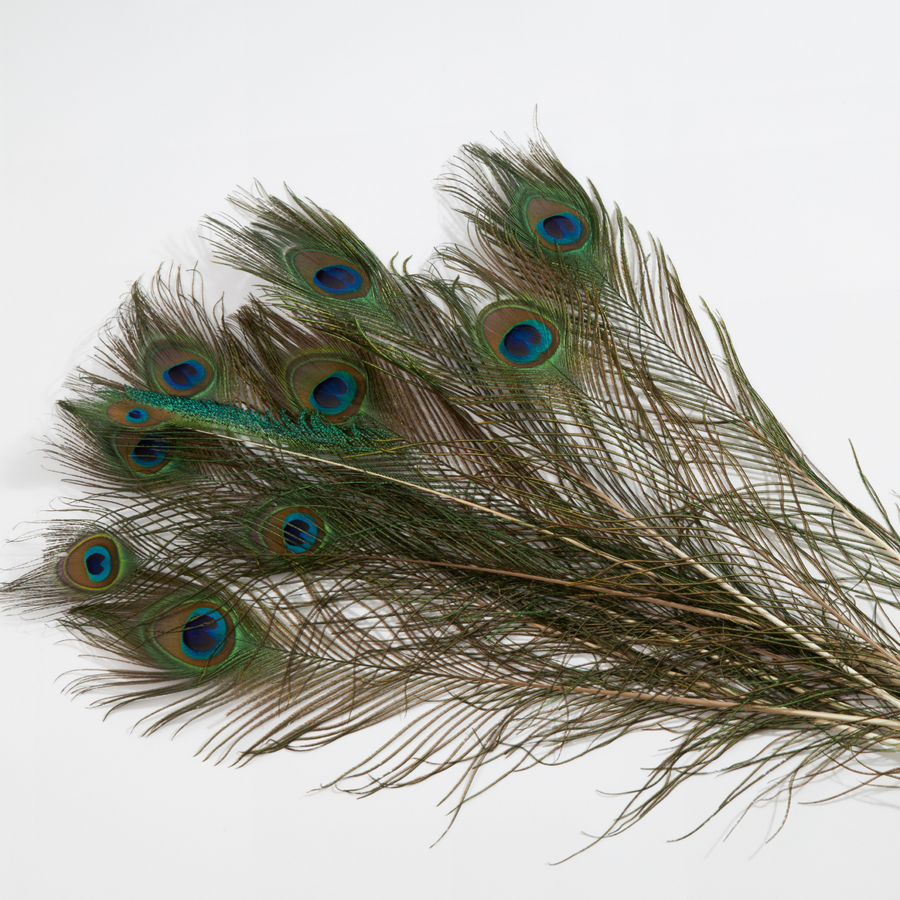 Peacock Feather