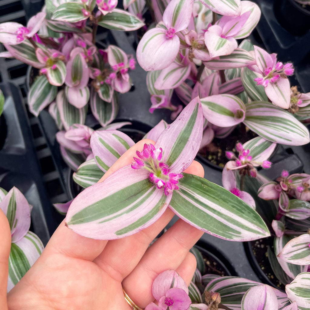 Live Plant | Tradescantia Nanouk - 4" Pot