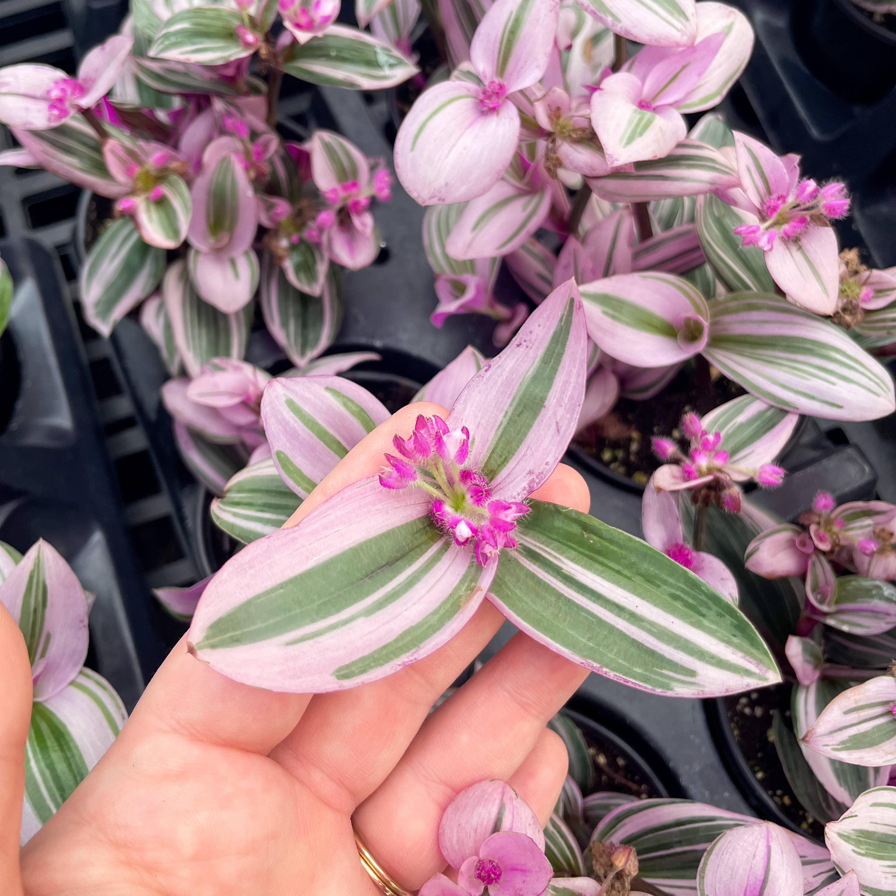 Live Plant | Tradescantia Nanouk - 4" Pot
