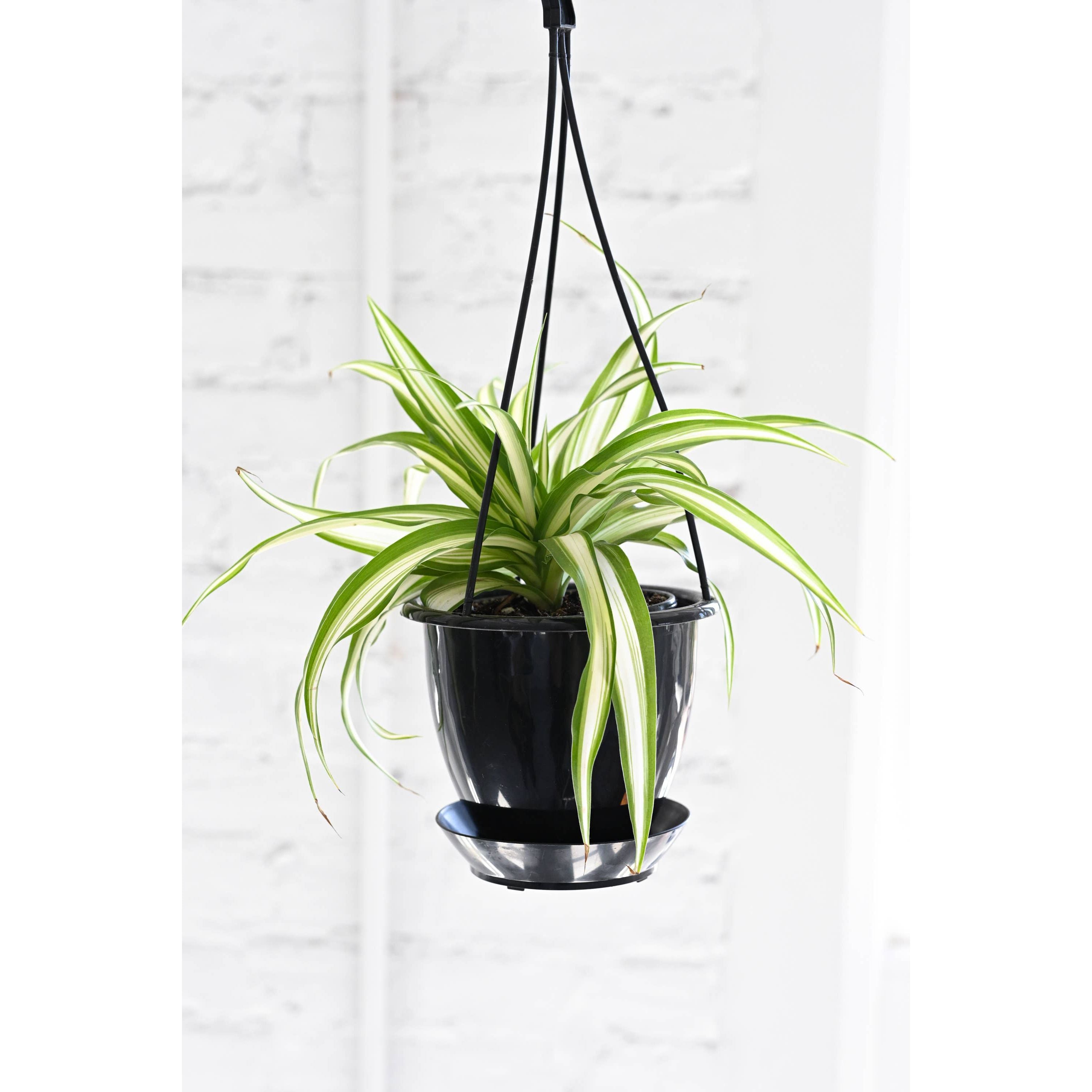 Live Plant | Spider Plant - 4" Pot