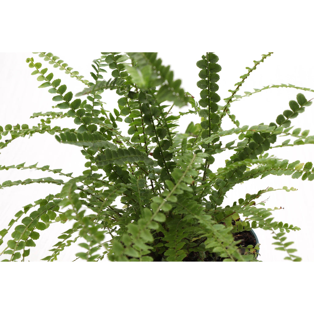 Live Plant | Lemon Button Fern - 4" Pot