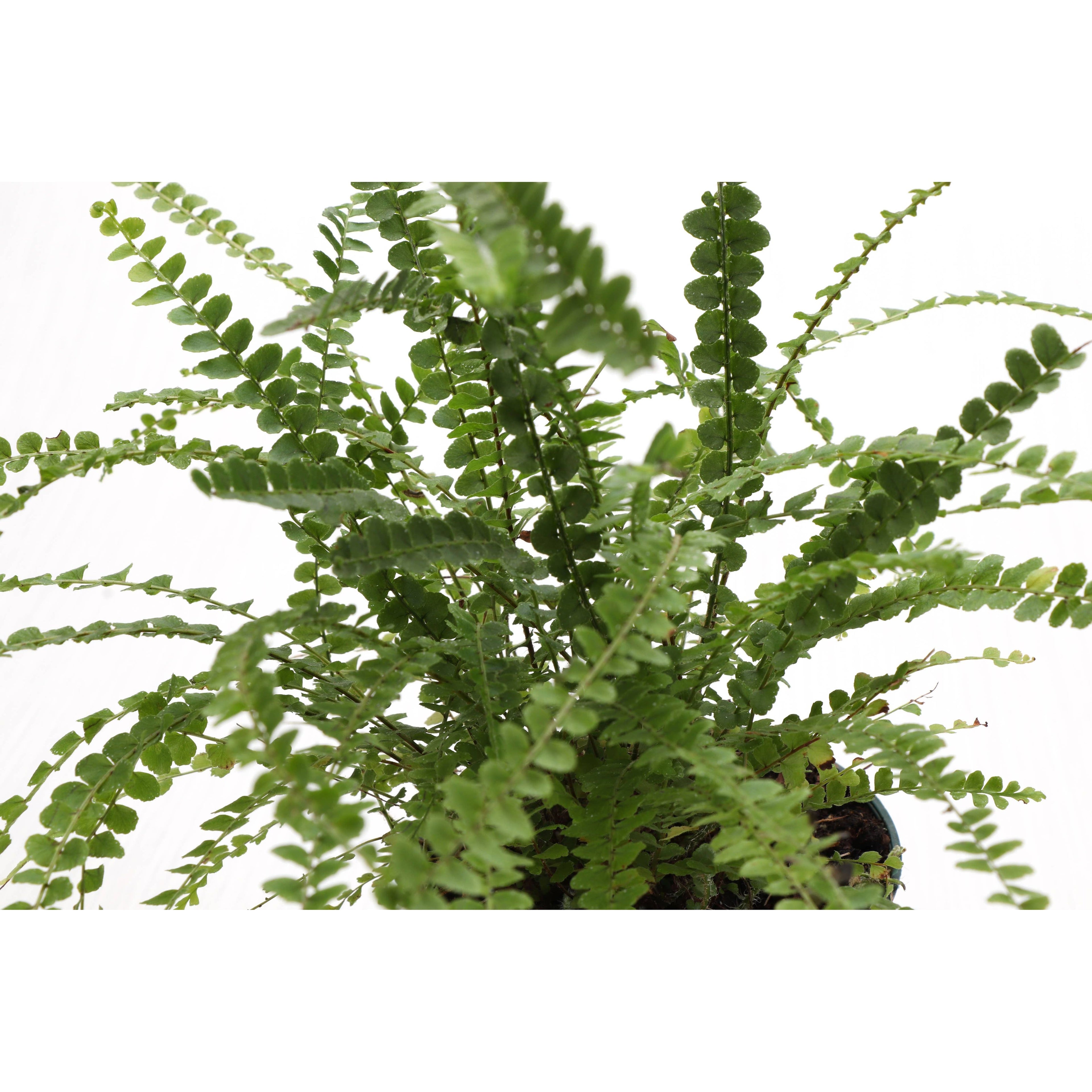 Live Plant | Lemon Button Fern - 4" Pot