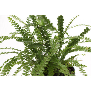 Live Plant | Lemon Button Fern - 4" Pot