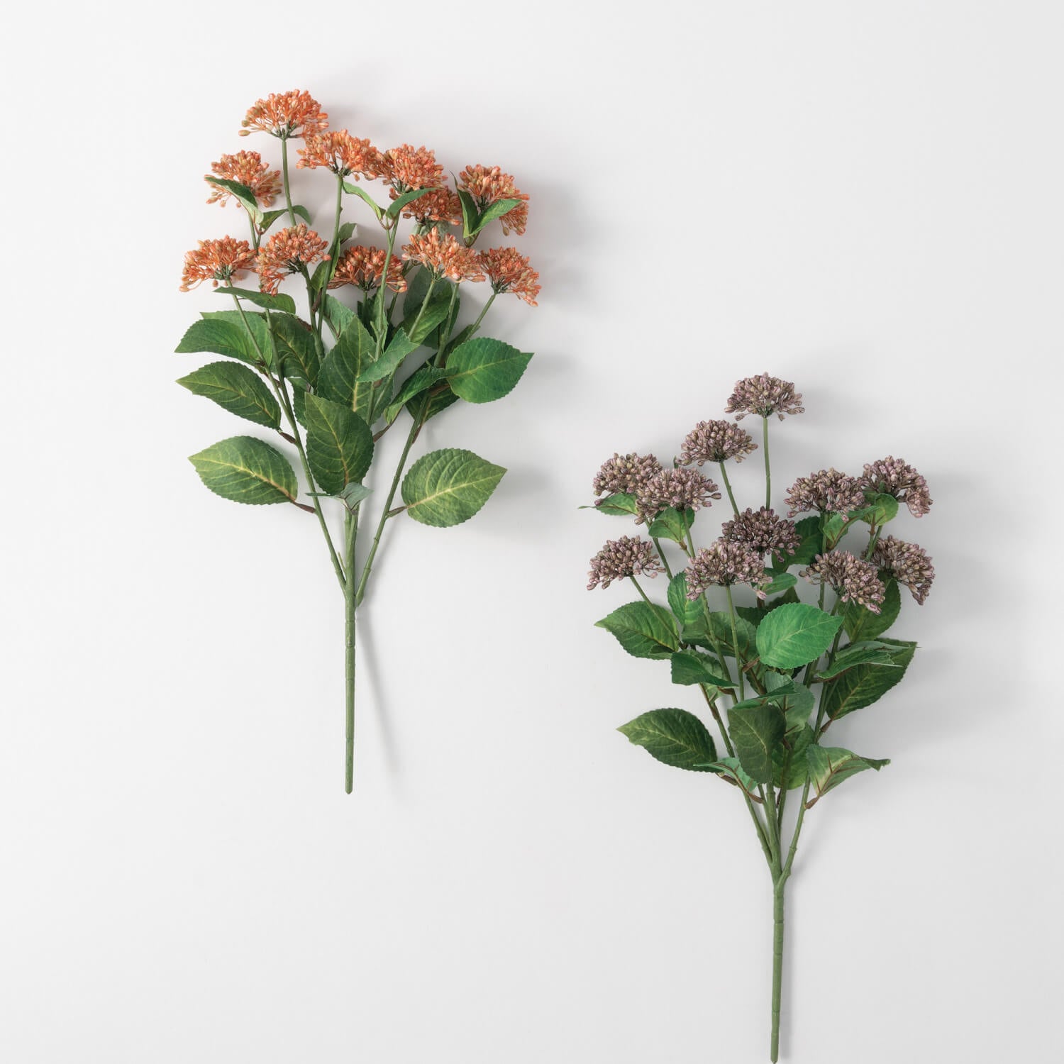 Sedum Bush