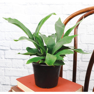 Live Plant | Staghorn Fern - 6" Pot