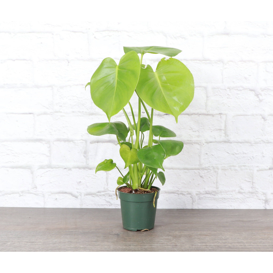 Live Plant | Monstera Deliciosa (Swiss Cheese Plant) - 4" Pot