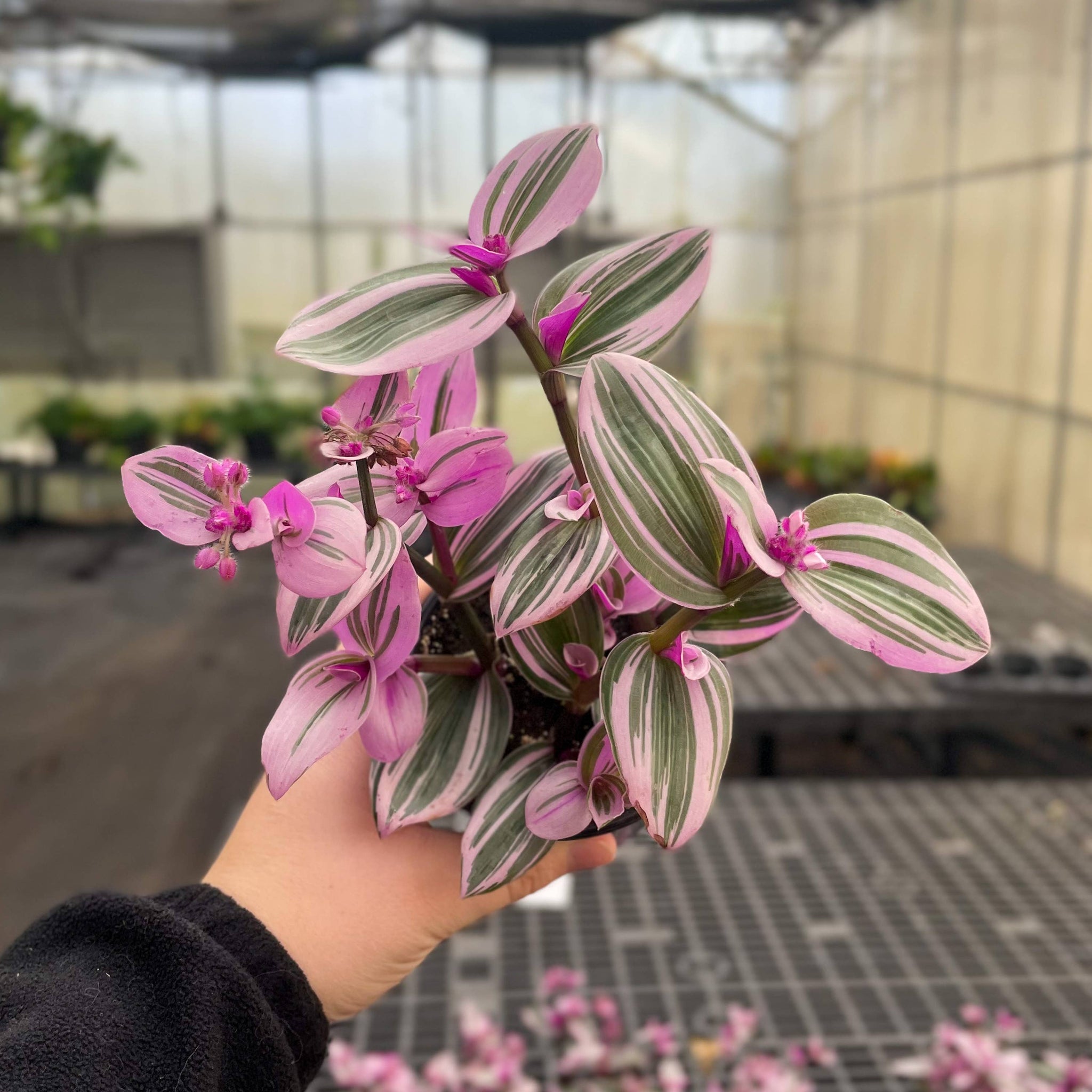 Live Plant | Tradescantia Nanouk - 4" Pot