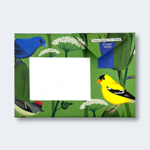 Pigeon Letter Pack | Carnival of Colour