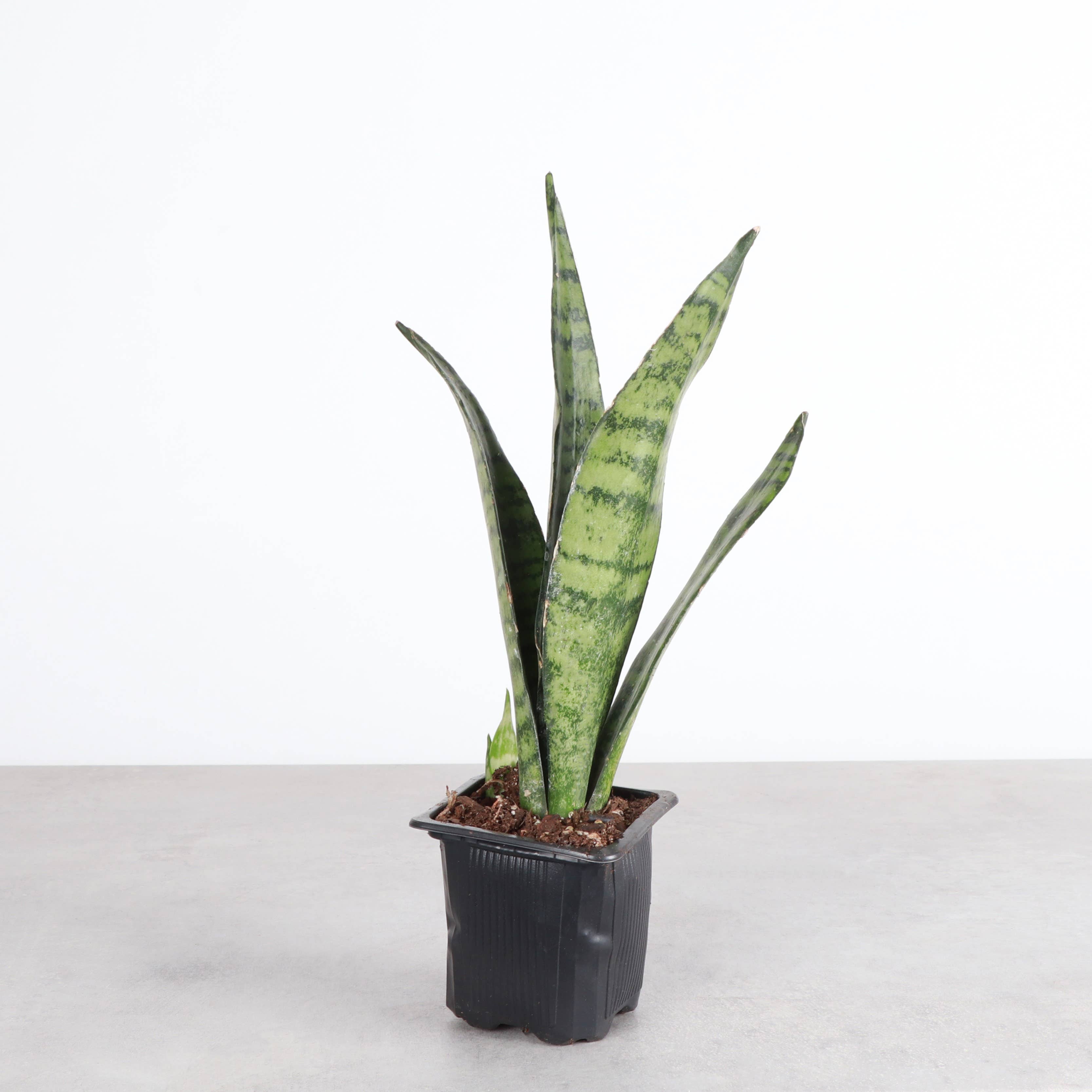 Live Plant | Snake Plant 'Zeylancia - 4" Pot